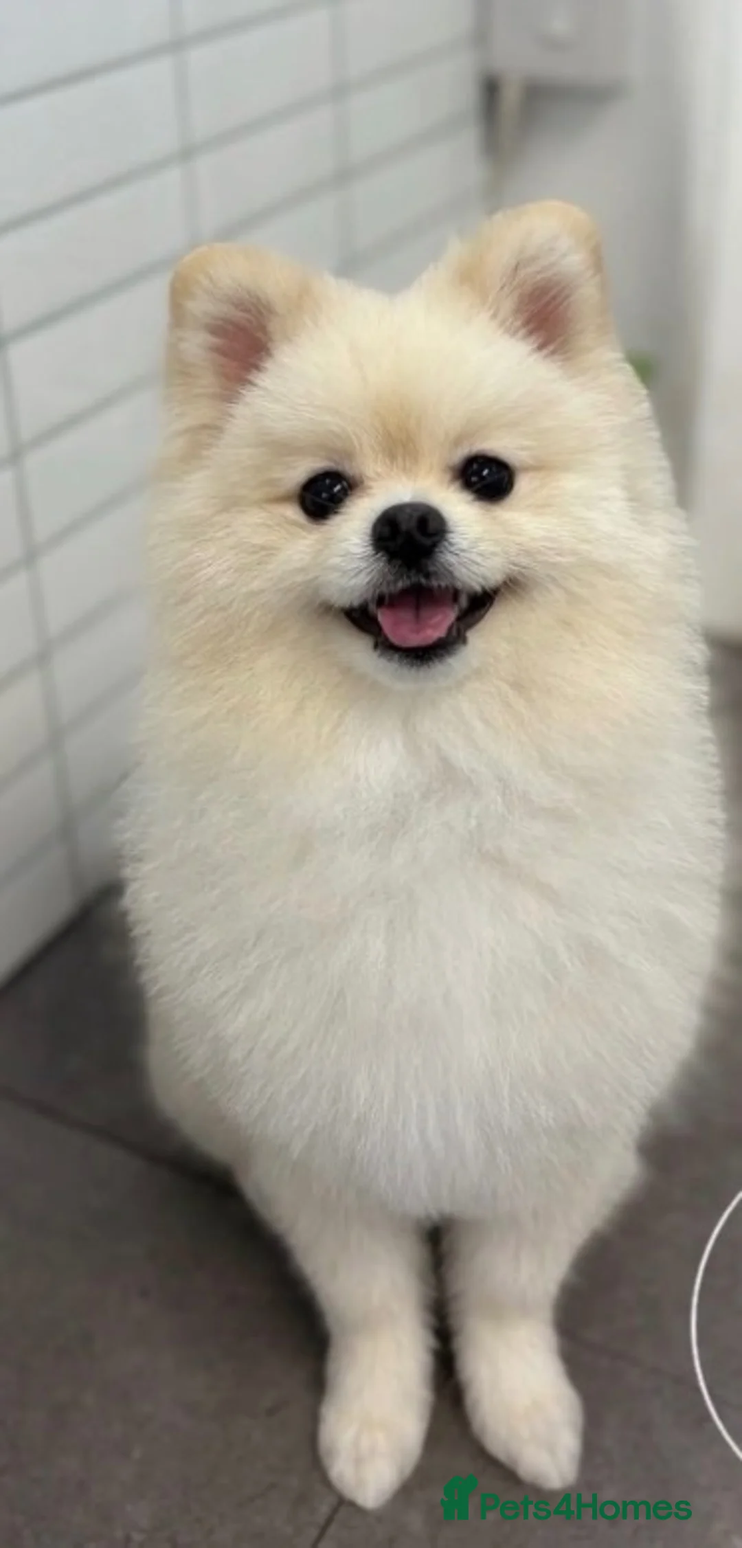 Pomeranian dogs for stud: 🐻  Teddy Bear Pomeranian for Stud 🐻 - Advert 2