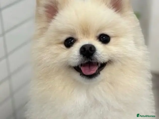 Pomeranian dogs for stud: 🐻 Teddy Bear Pomeranian for Stud 🐻 - Advert 15
