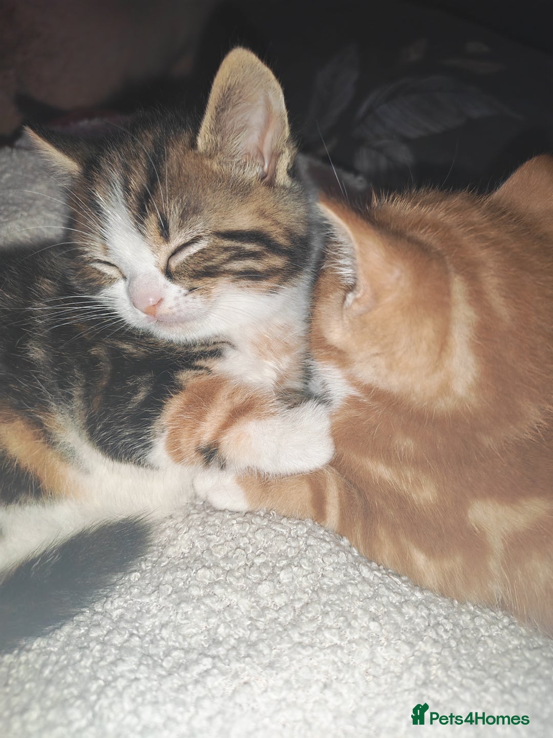 Bengal cats for sale: Adorable kittens looking for loving home. - Advert 6