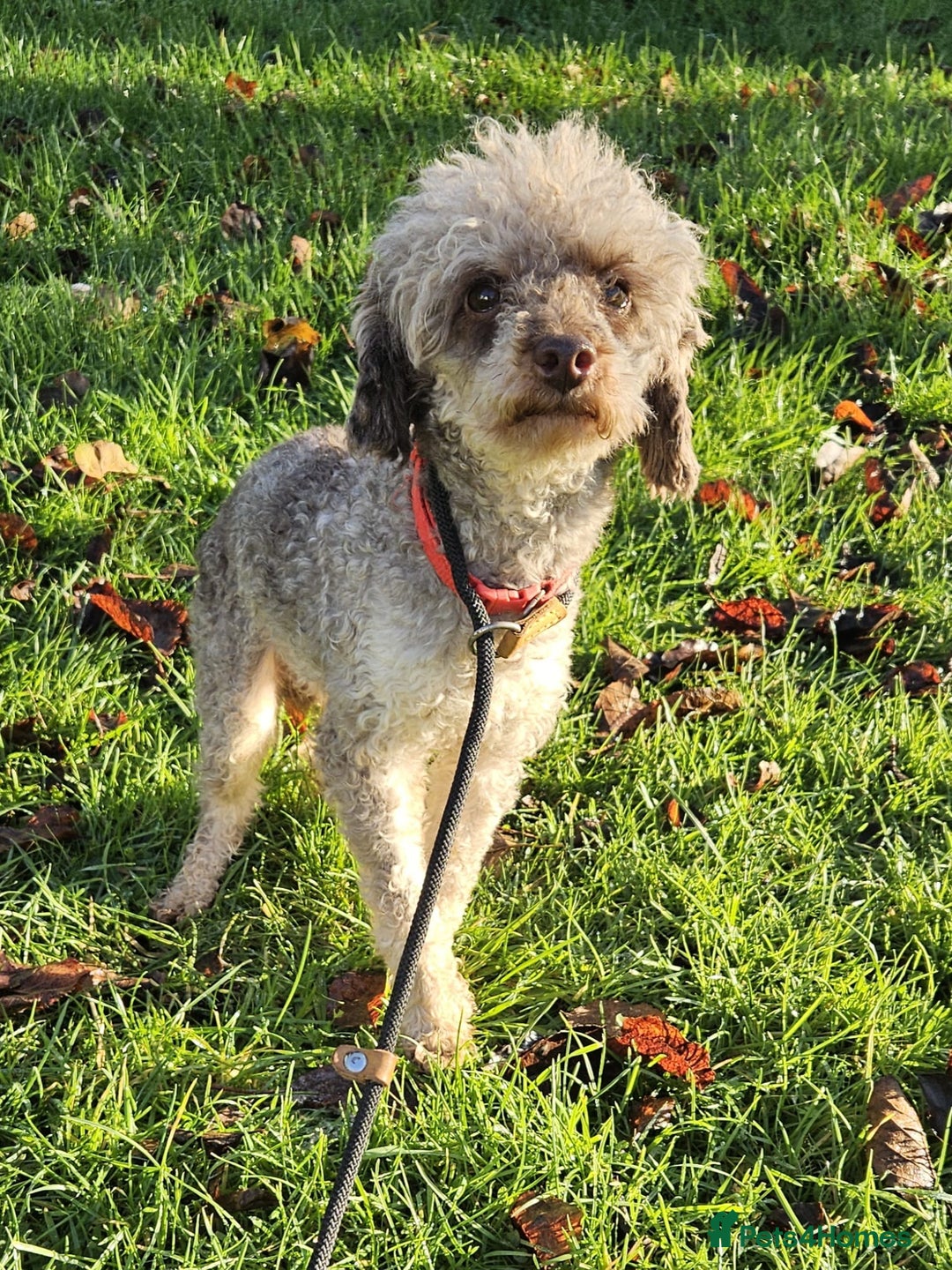 Toy Poodle dogs for sale: Toy Poodle chocolate Phantom - Advert 6