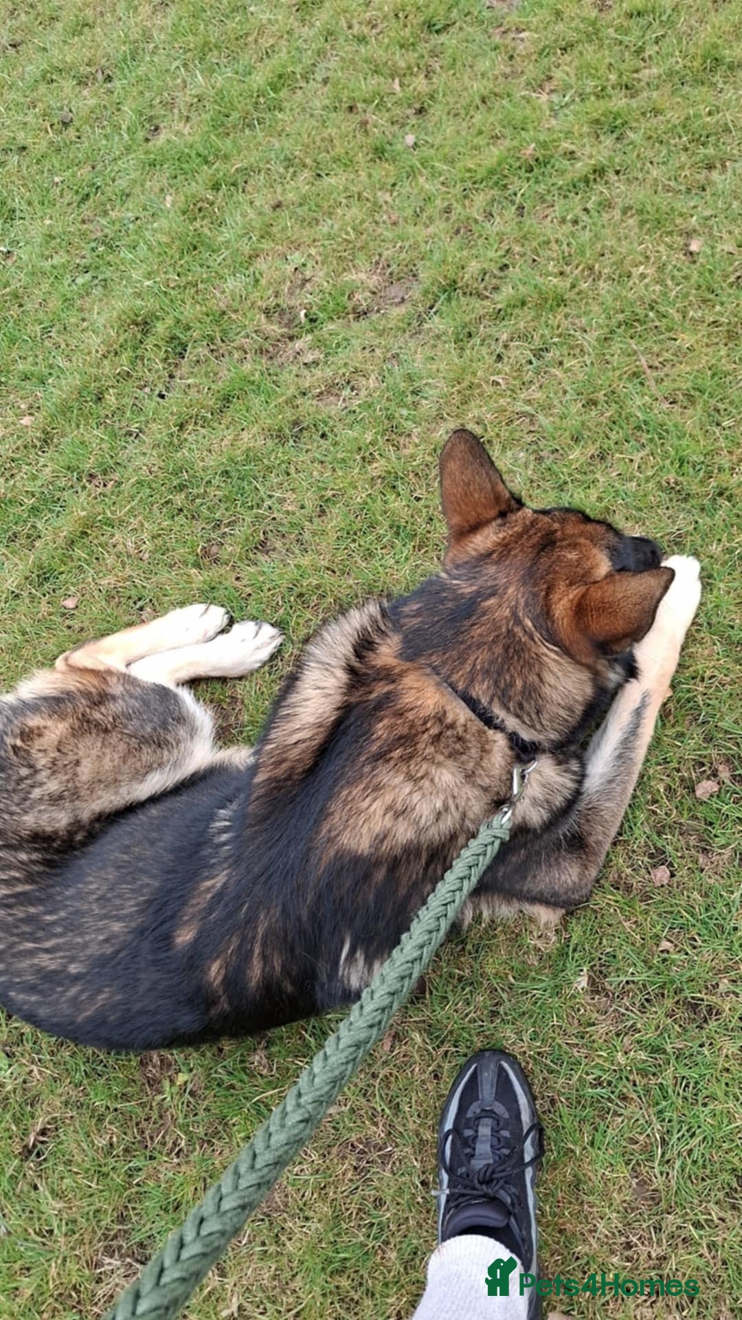 Shepsky dogs for sale: Adult pup for sale  - Image 1