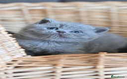 British Shorthair cats for sale: GCCF reg blue kittens ready to go from 24/10 - Image 25