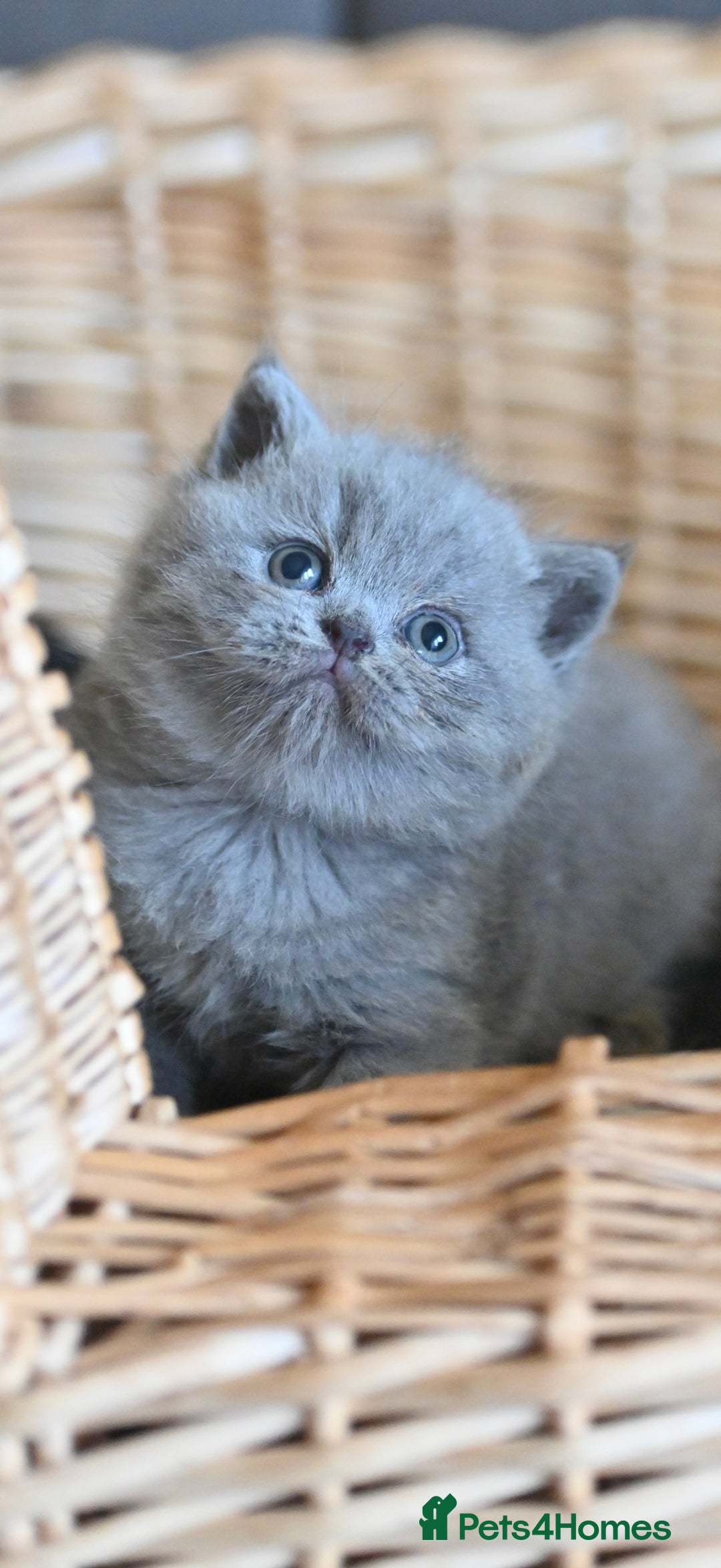 British Shorthair cats for sale: GCCF reg blue kittens ready to go from 24/10 - Image 25
