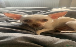 Chihuahua dogs for sale: 3 year old deer head Chihuahua bitch for sale - Advert 1