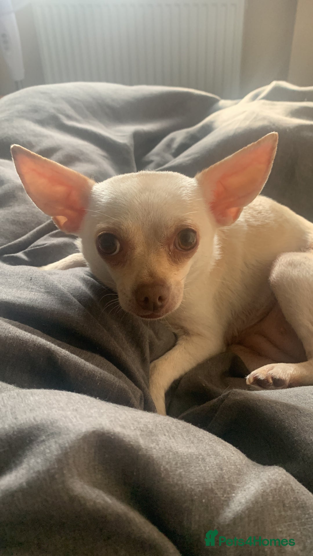 Chihuahua dogs for sale: 3 year old deer head Chihuahua bitch for sale - Advert 1