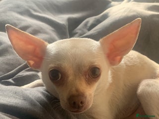 Chihuahua dogs for sale: 3 year old deer head Chihuahua bitch for sale - Advert 1