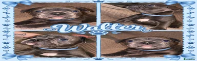 Walter