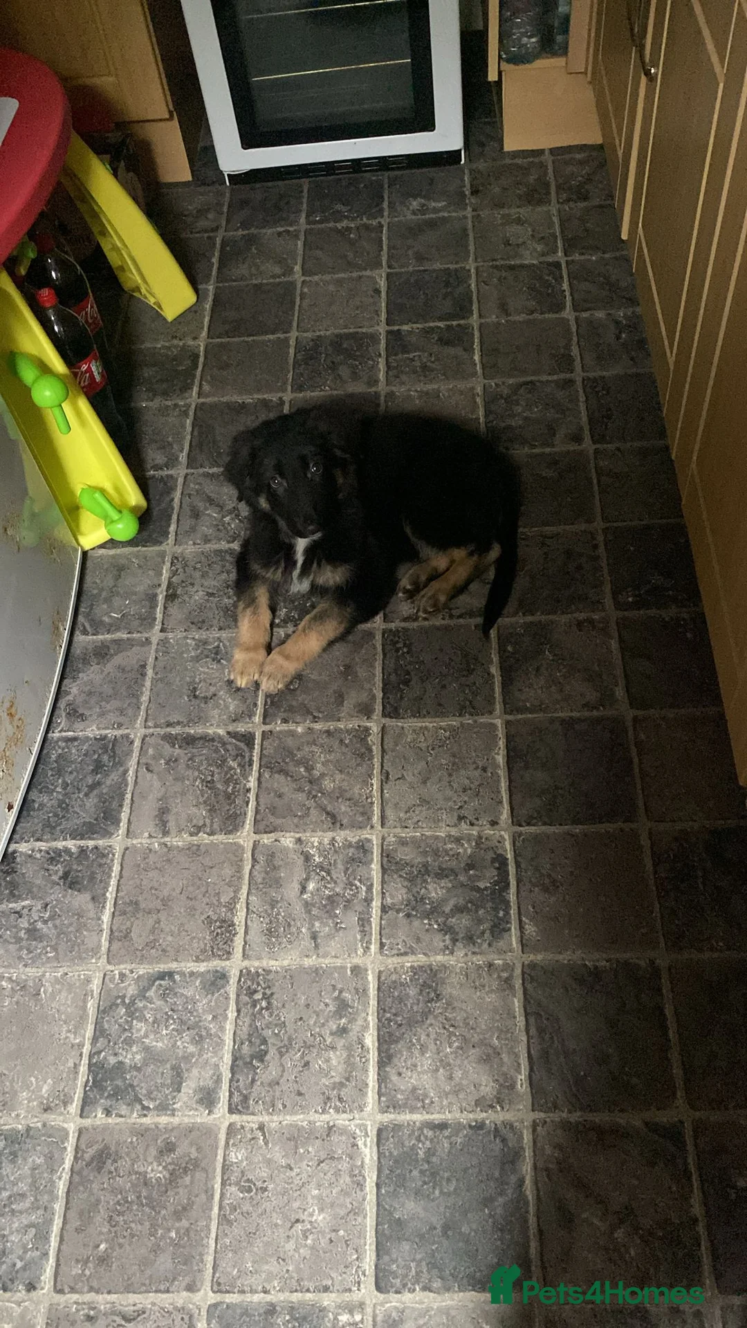 German Shepherd dogs for sale: His name is rocco  - Advert 2