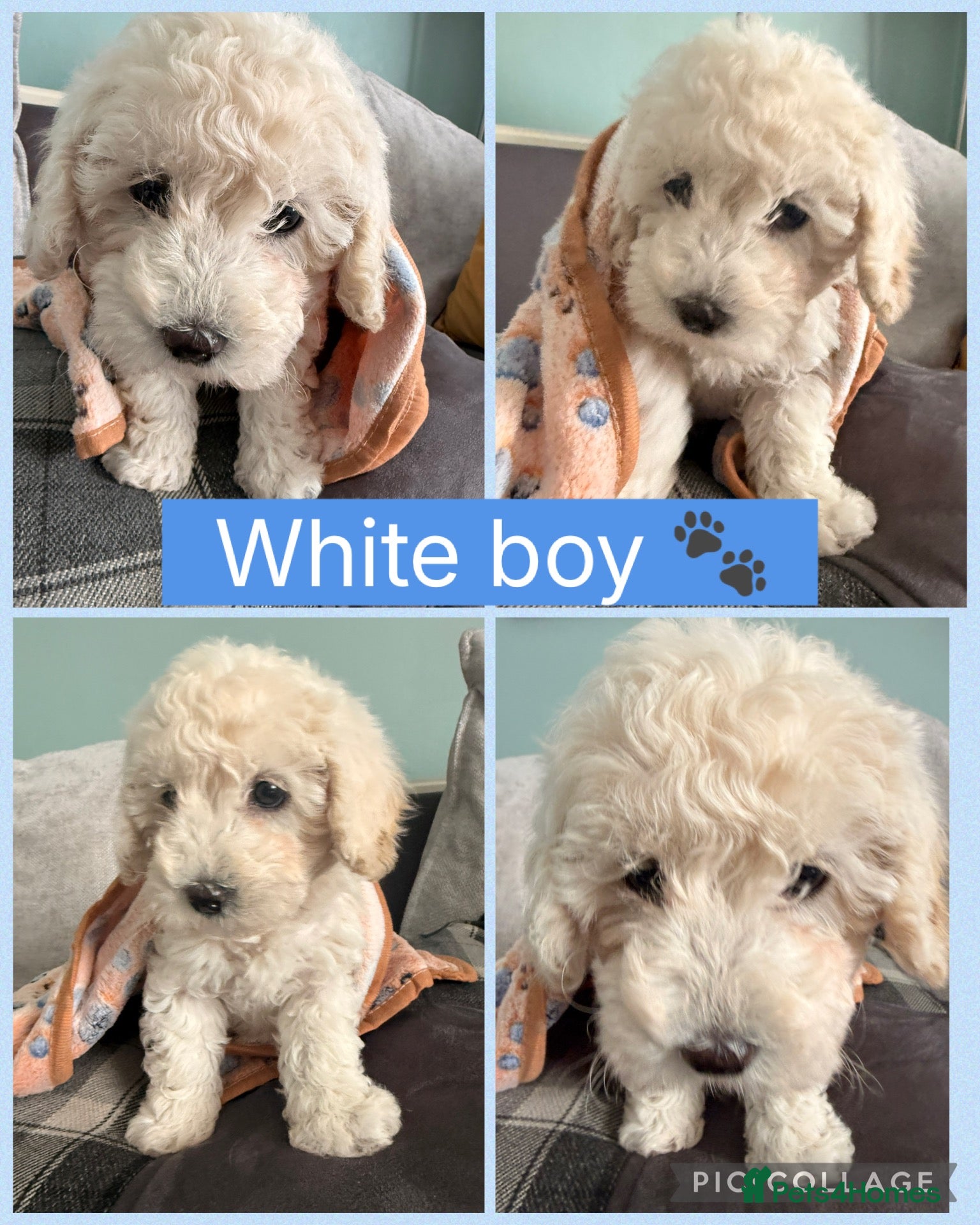 Poochon dogs Two stunning F1 poochon males avaailable - Advert 2