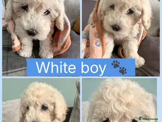 Poochon dogs Two stunning F1 poochon males avaailable - Advert 2