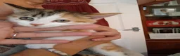 Mixed Breed cats for sale: Kittens for sale - Advert 10