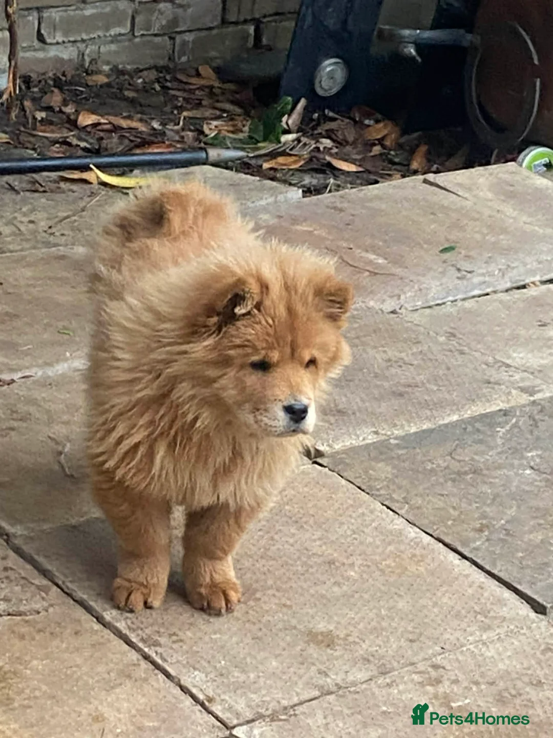 Chow Chow dogs for sale: Chow chow  - Advert 7