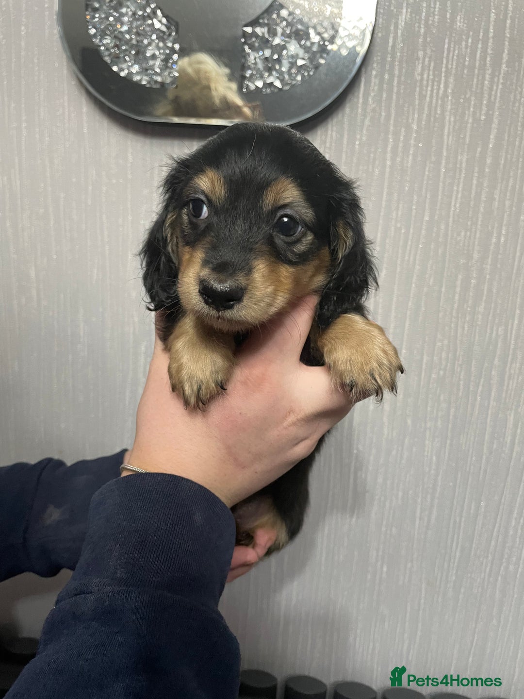Miniature Dachshund dogs for sale: Black & Cream Long Haired Miniature - Image 4