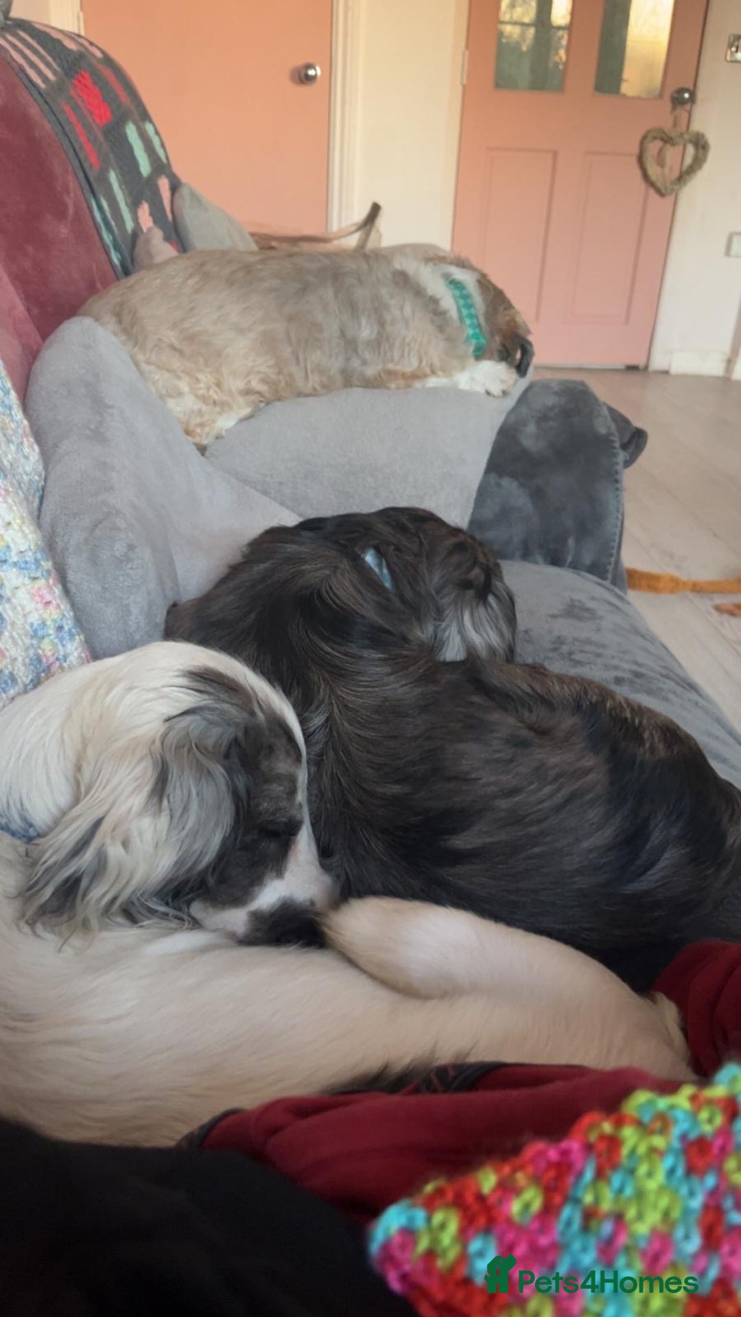 Cocker Spaniel dogs for sale: 2 Male Merle Cocker Spaniels - Image 4