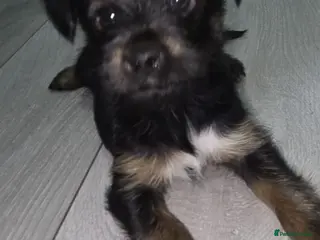 Mixed Breed dogs Yorkshire terier puppys - Advert 16