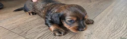 Miniature Dachshund dogs for sale: KC REGISTERED MINIATURE LONG HAIRED DACHSHUND BOYs - Advert 3