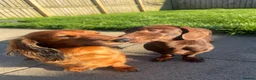 Miniature Dachshund dogs for sale: Ralph - Miniature Dachshund - Advert 8