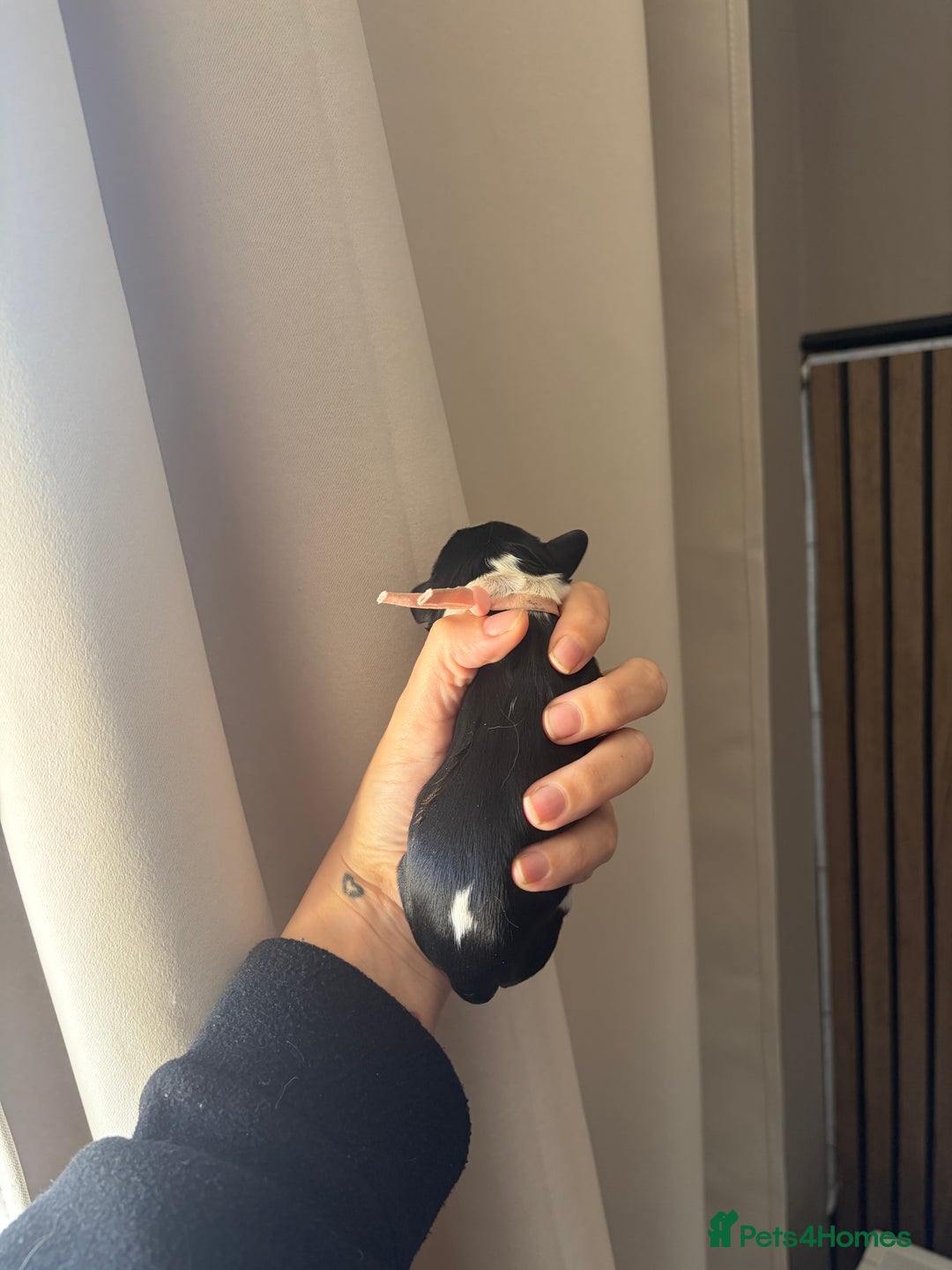 Cavalier King Charles Spaniel dogs for sale: Beautiful KC Registered Cavalier King Charles Pups - Advert 12