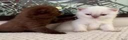 British Shorthair cats for sale: 🐾💙Beautifully Stunning GCCF BSH Kittens💙🐾 - Advert 7