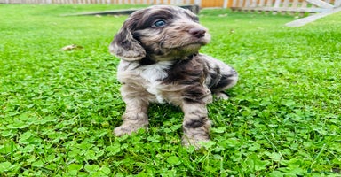 Cockapoo dogs - Advert 2