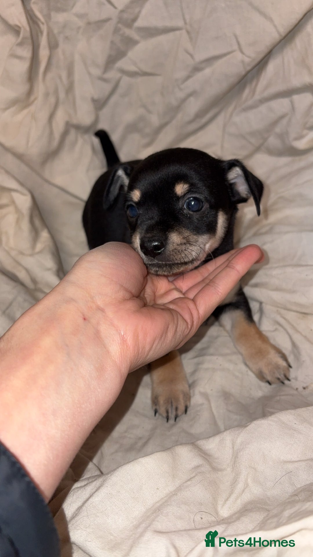 Mixed Breed dogs for sale: 🐶 Adorable Miniature Pinscher×Chihuahua Puppies - Advert 19