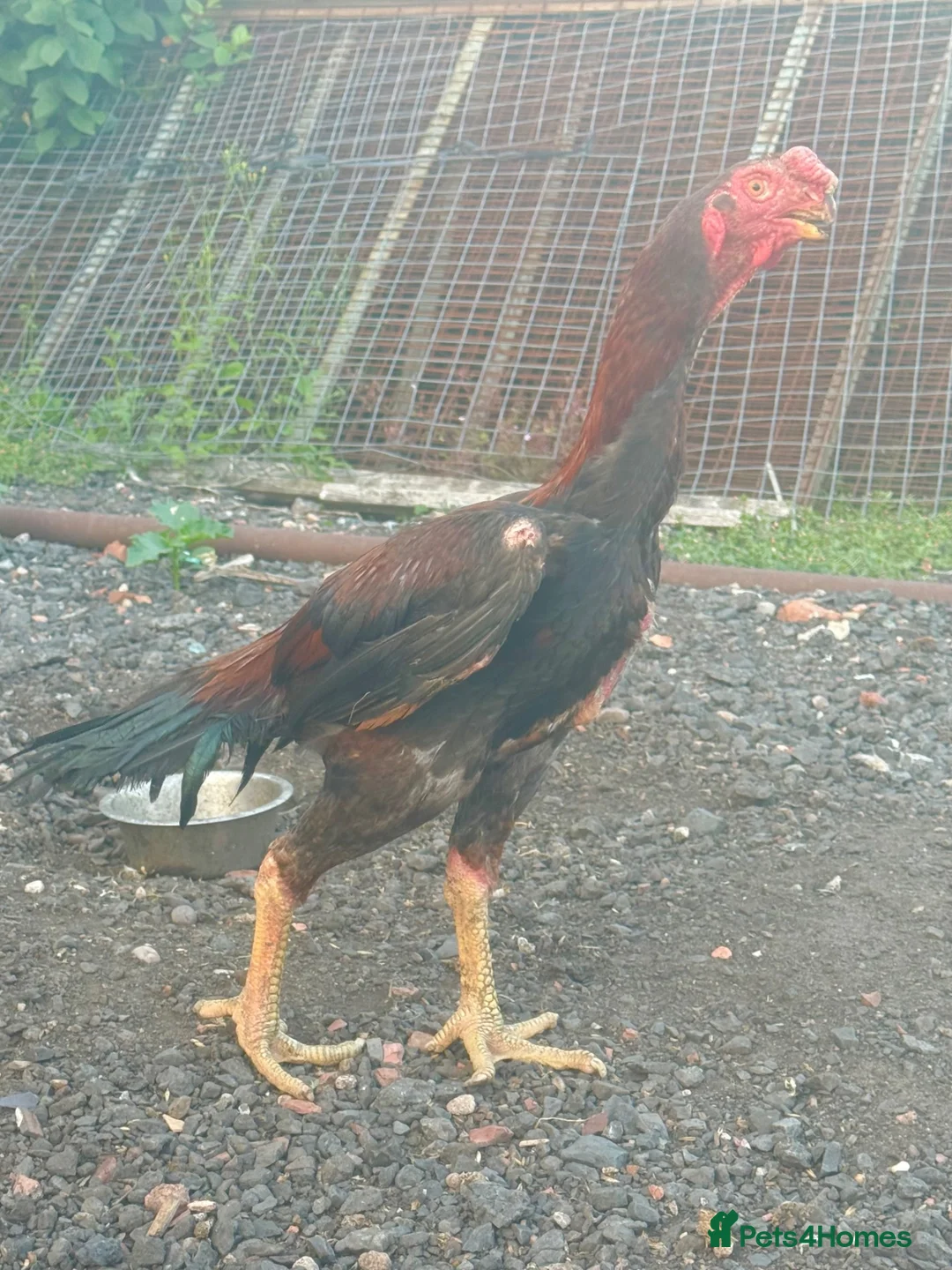 Chickens poultry for sale: Indian Parrot Beak pair not Aseel Asil Shamo Thai - Advert 2