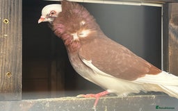 Pigeons birds for sale: Old Dutch Capuchine - Image 1