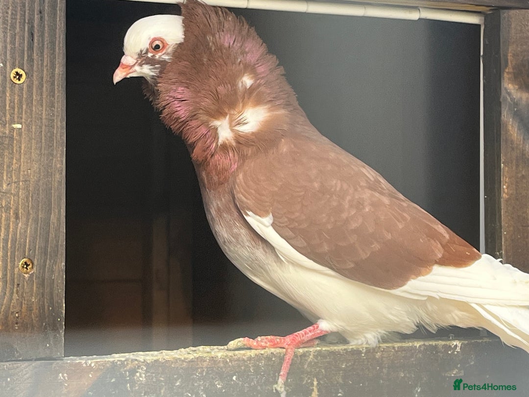 Pigeons birds for sale: Old Dutch Capuchine - Image 1