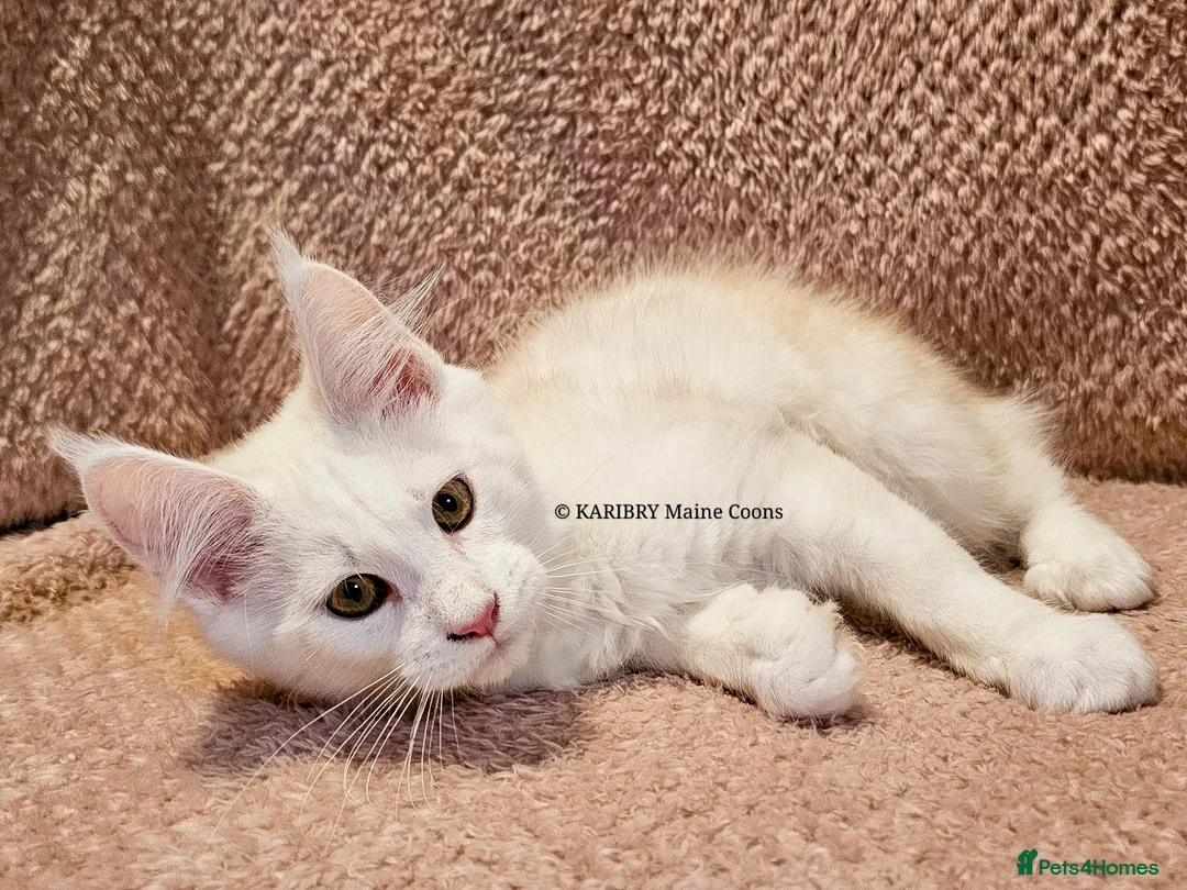 Maine Coon cats for sale: ACTIVE TICA Registered Shaded & Shaded lines - Advert 27