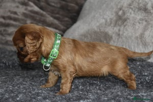 Cavalier King Charles Spaniel dogs - Advert 3