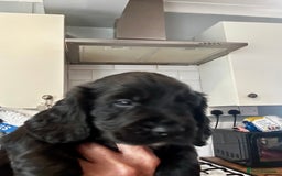 Cocker Spaniel dogs for sale: 2 beautiful cocker spaniels out of a litter of 7 - Image 26