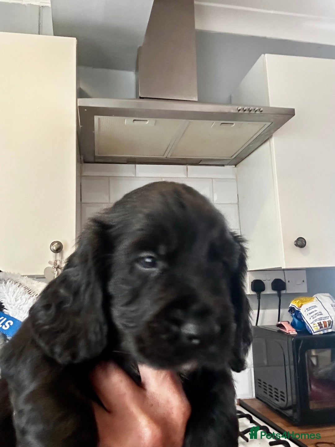 Cocker Spaniel dogs for sale: 2 beautiful cocker spaniels out of a litter of 7 - Image 26