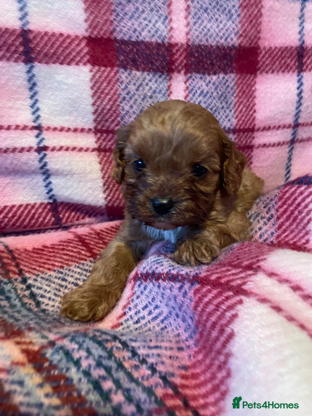 Cavapoo dogs for sale: Beautiful Ruby toy cavapoos  in Walsall - Advert 1