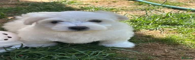 Maltese 3