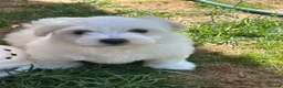 Maltese dogs for sale: Beautiful Maltese Puppies - Advert 10