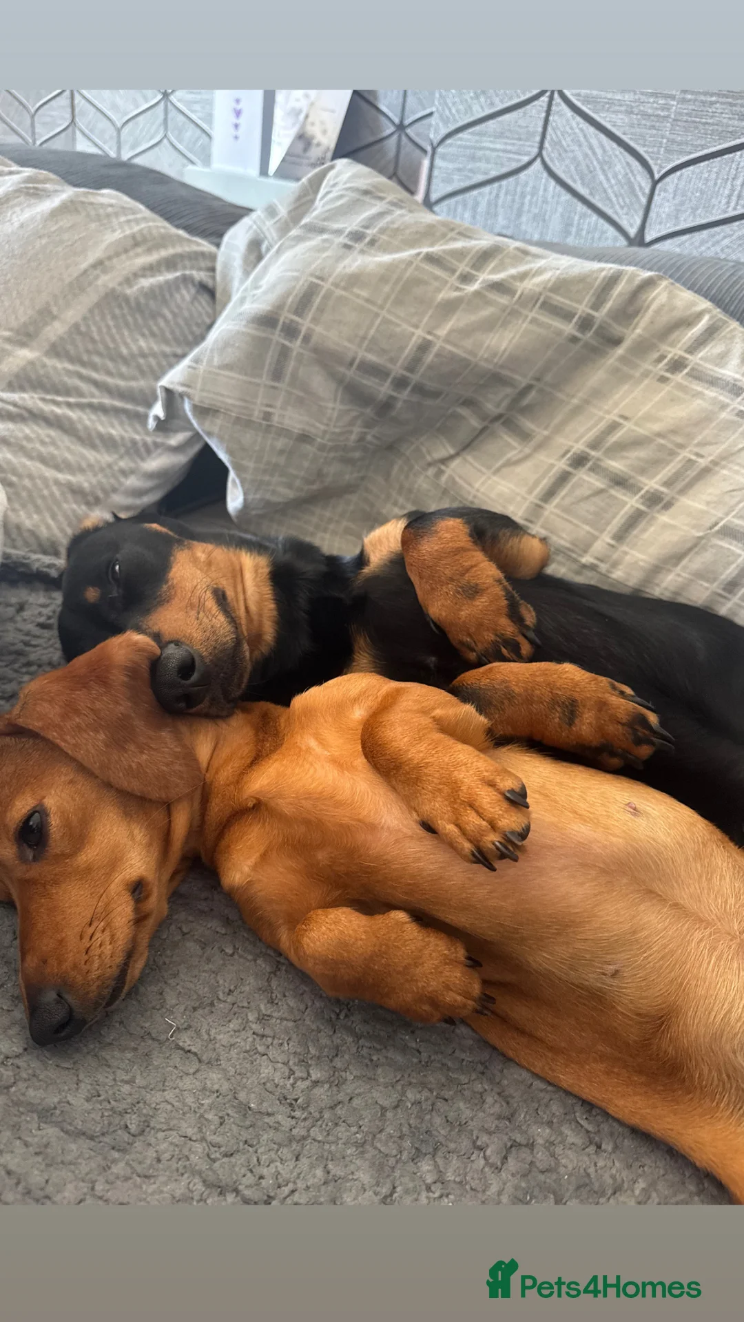 Dachshund dogs for sale: 2 female 1 male mini sausage dogs. - Advert 2