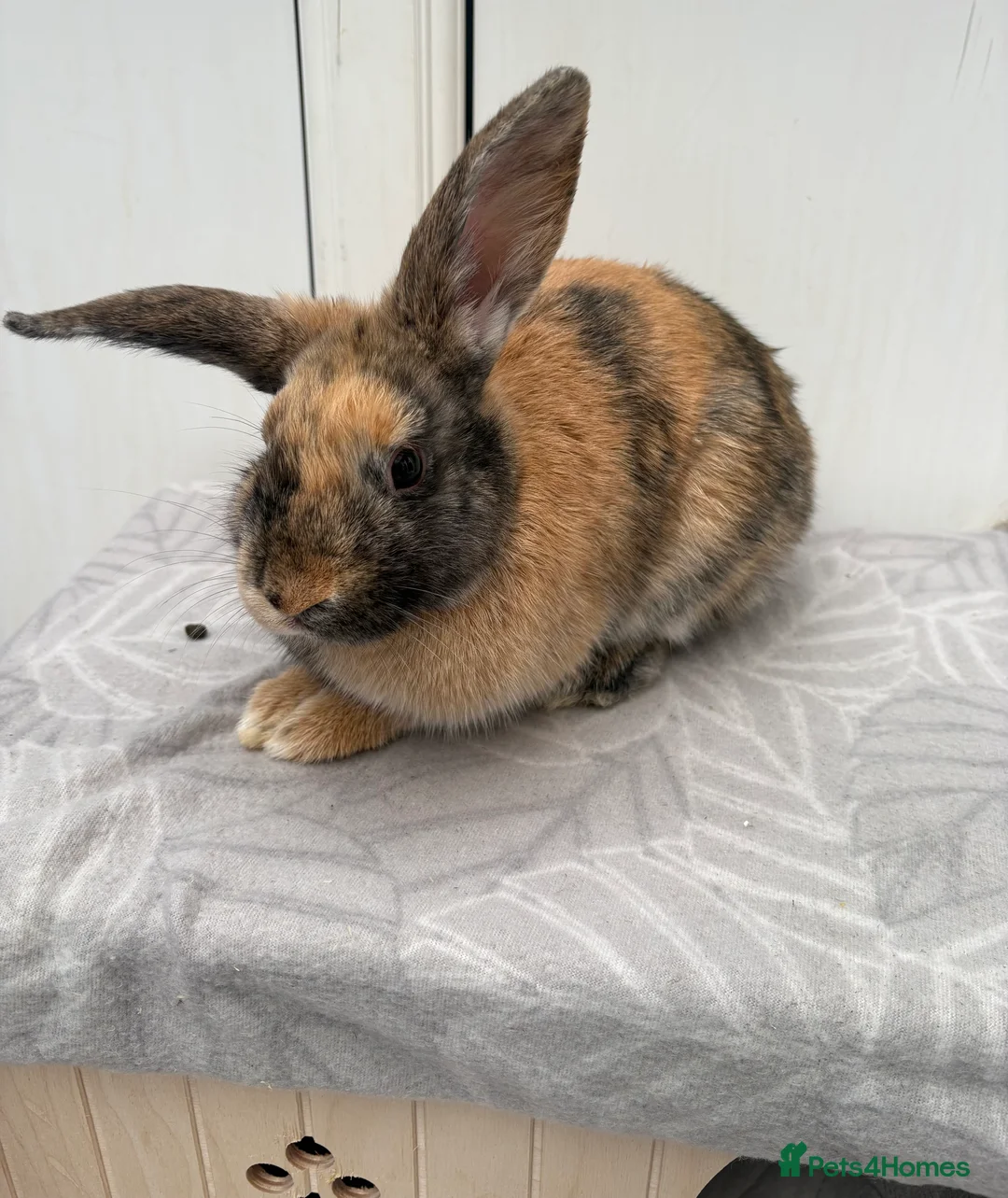 Mixed Breed rabbits for sale: Two beautiful brothers 💙 in Morecambe - Advert 8