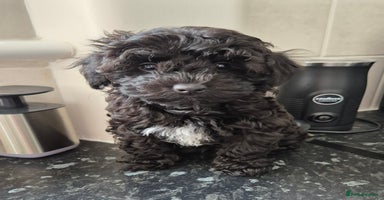 Toy Poodle dogs - Advert 8