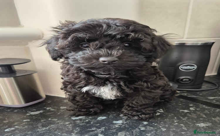 Toy Poodle dogs - Advert 3
