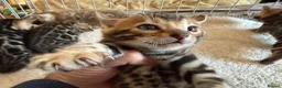 Bengal cats for sale: Outstanding Pedigree TICA Bengal Kittens - Advert 34