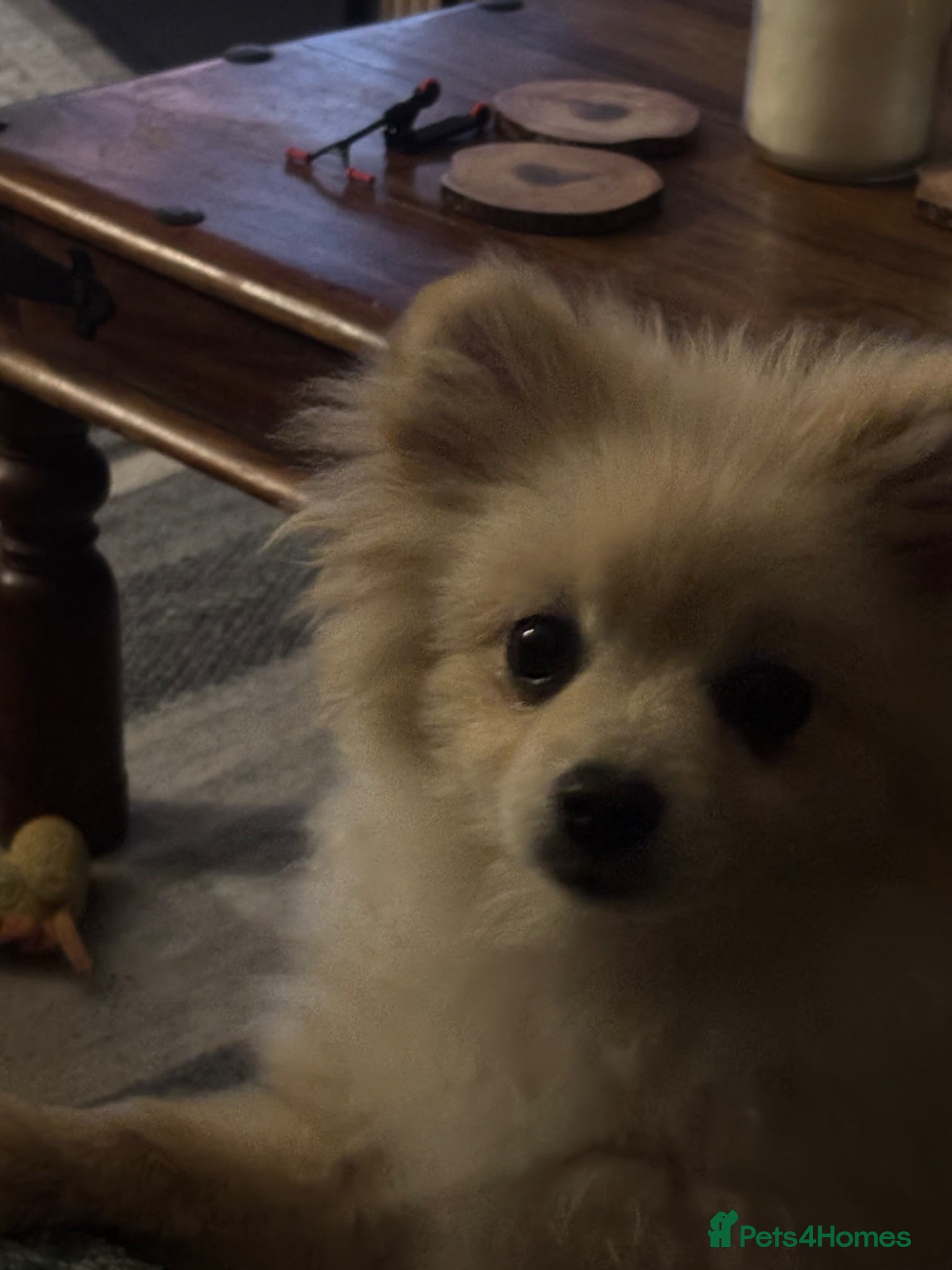 Pomeranian dogs Dixie beautiful lovely Pomeranian  - Advert 3