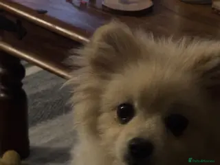 Pomeranian dogs Dixie beautiful lovely Pomeranian - Advert 3