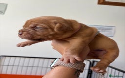 Dogue De Bordeaux dogs for sale: KC reg Dogue de Bordeaux puppies  - Image 28