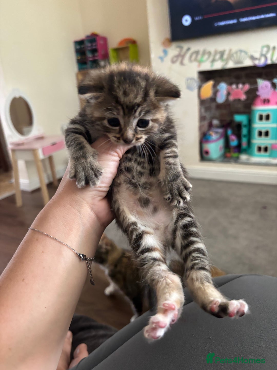 Mixed Breed cats for sale: Tortie kittens  - Image 8
