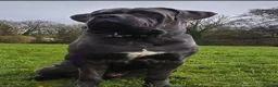 Cane Corso dogs for sale: Beautiful Cane Corso puppies  - Advert 2