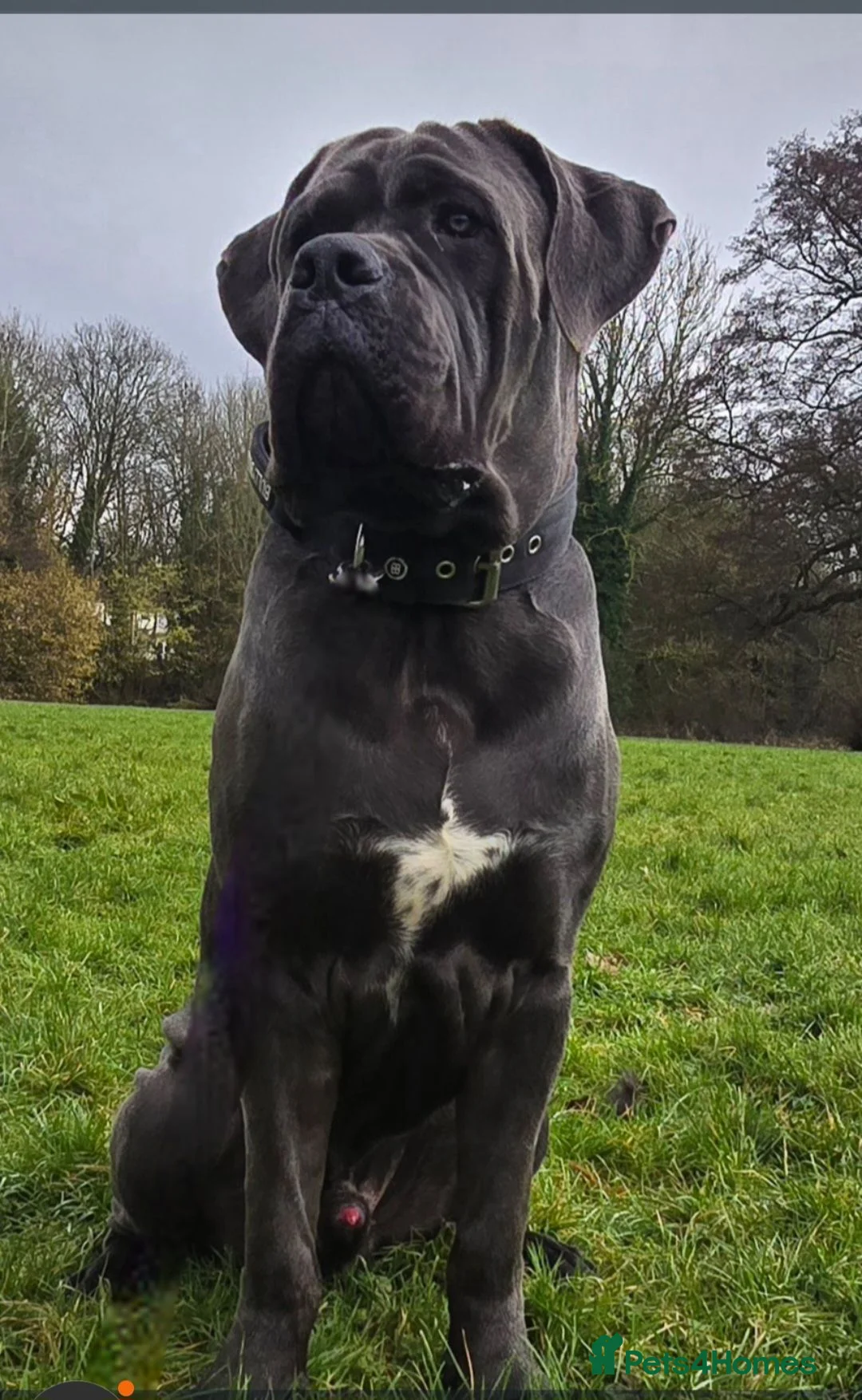 Cane Corso dogs for sale: Beautiful Cane Corso puppies  - Advert 2