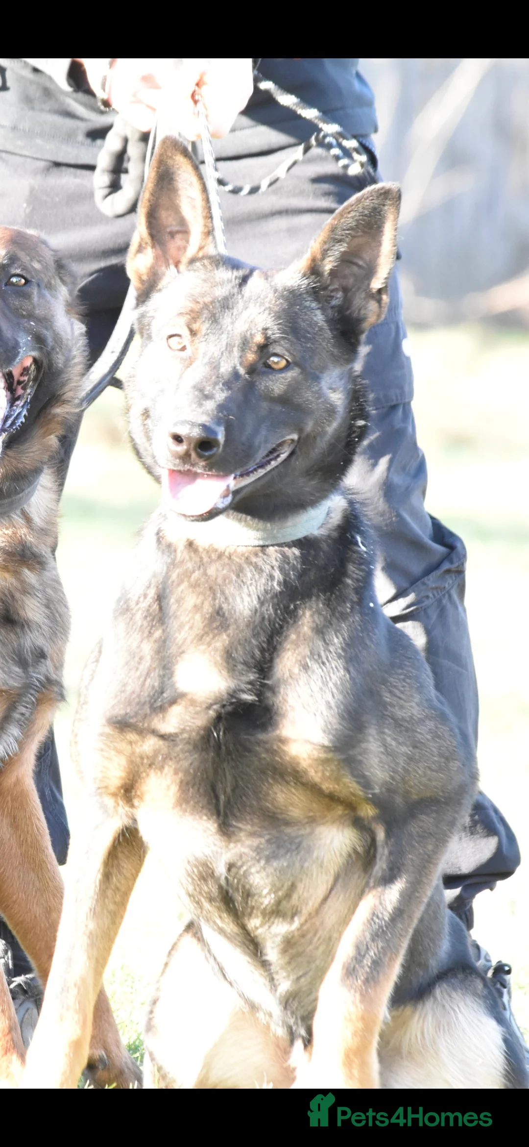 Belgian Shepherd Dog dogs for sale: Exclusive bloodlines  - Advert 34