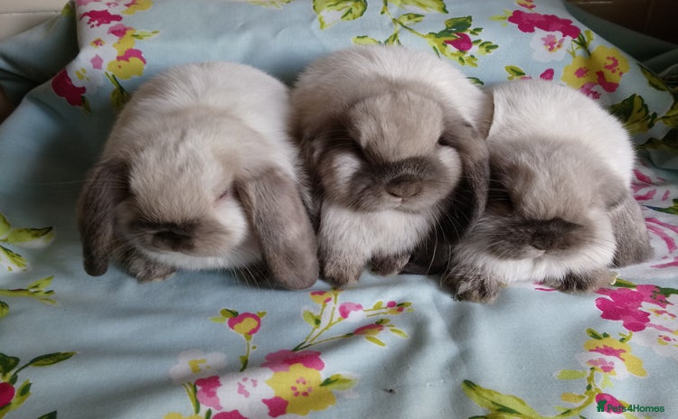 Mini Lop rabbits - Advert 7