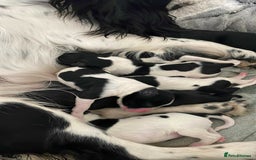 Cockerdor dogs for sale: Labrador x spaniels  - Image 6