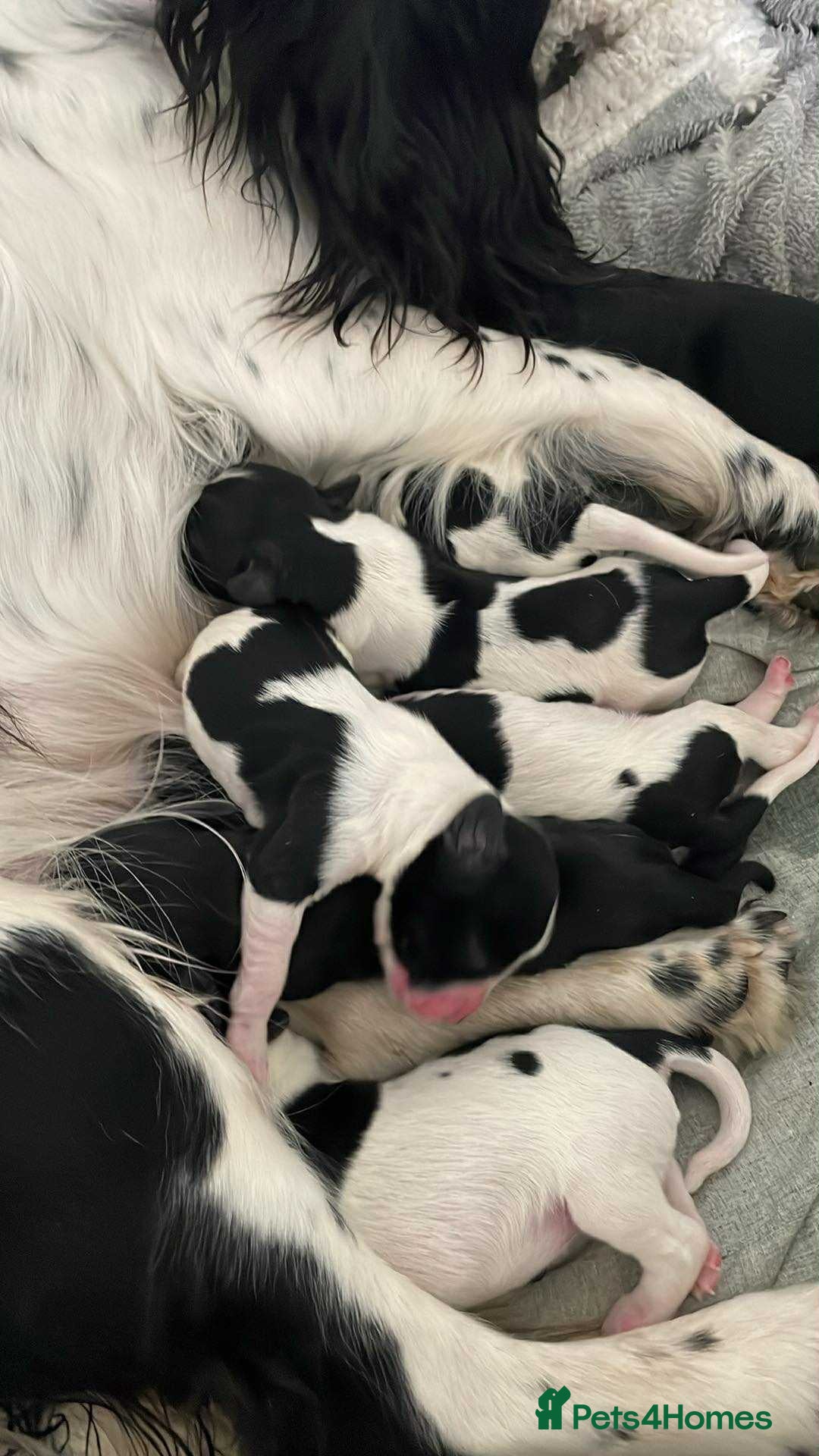 Cockerdor dogs for sale: Labrador x spaniels  - Image 6